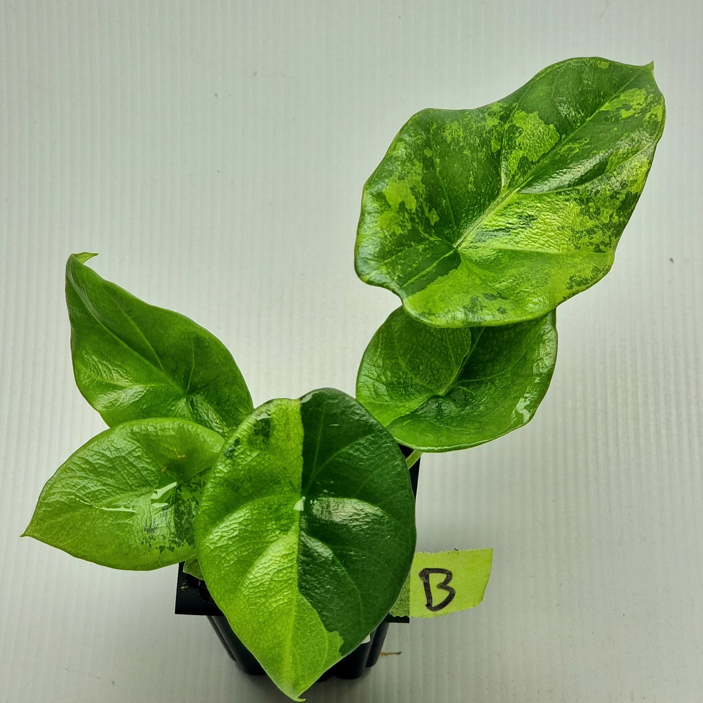 Alocasia sinuata Variegated