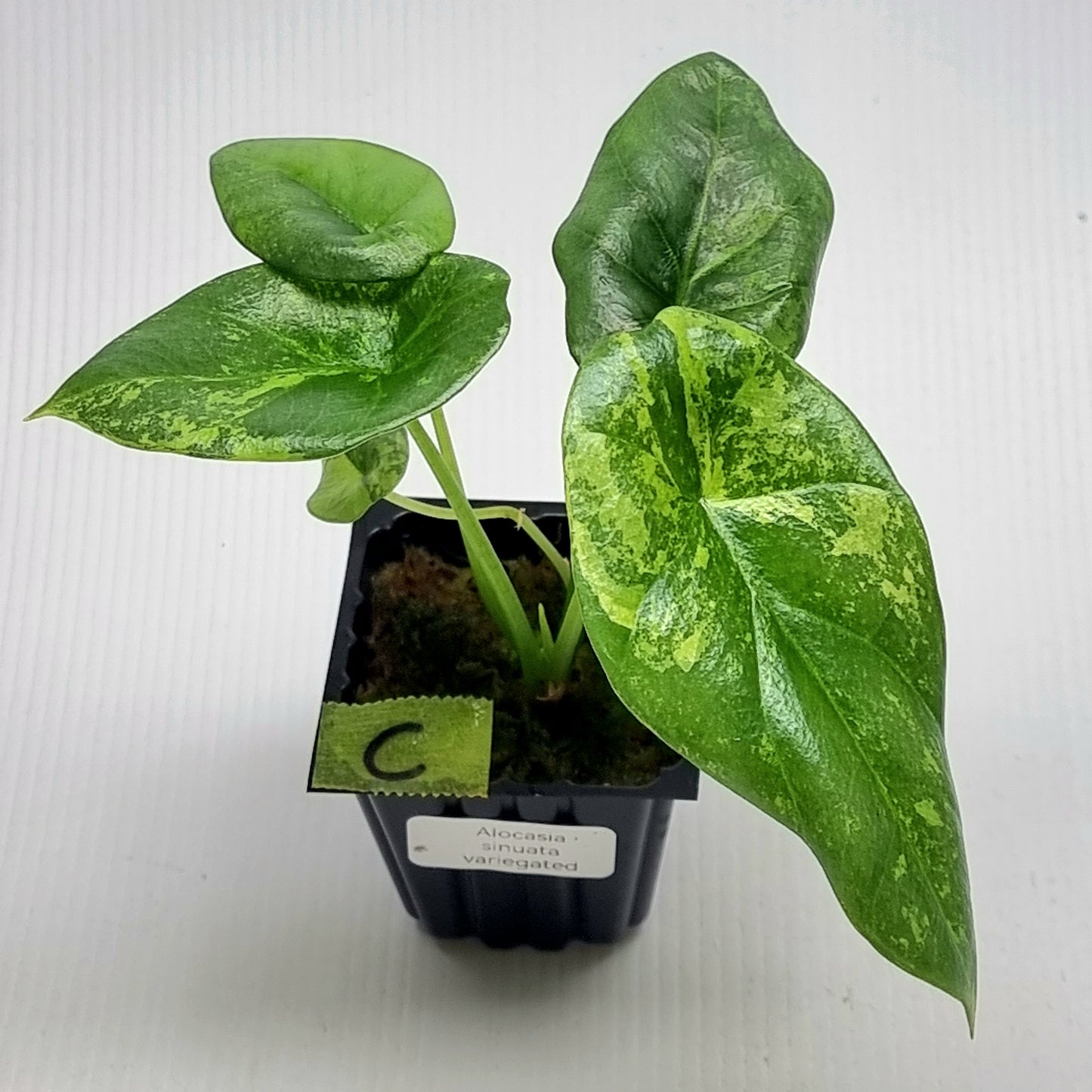 Alocasia sinuata Variegated