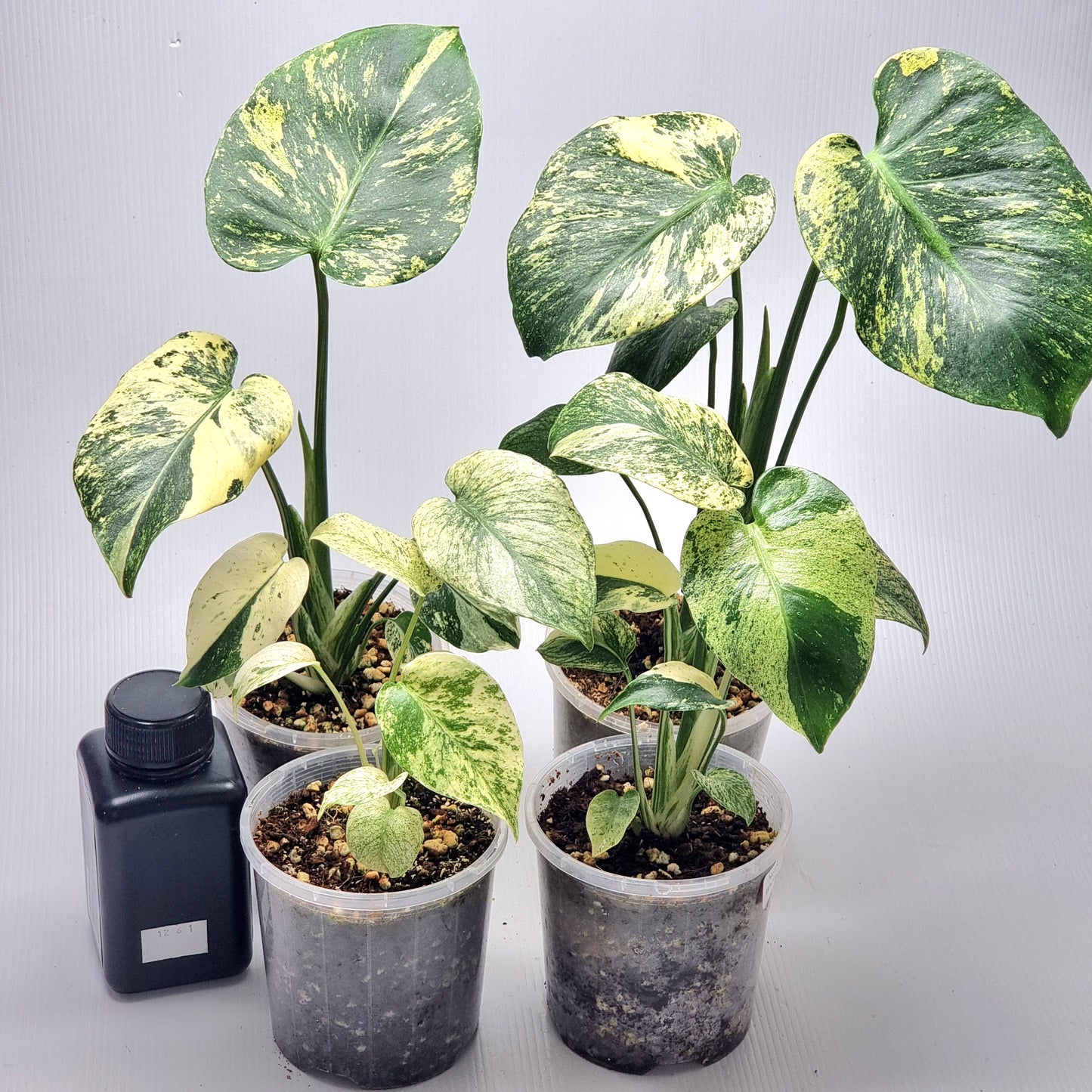 Monstera deliciosa White Mint