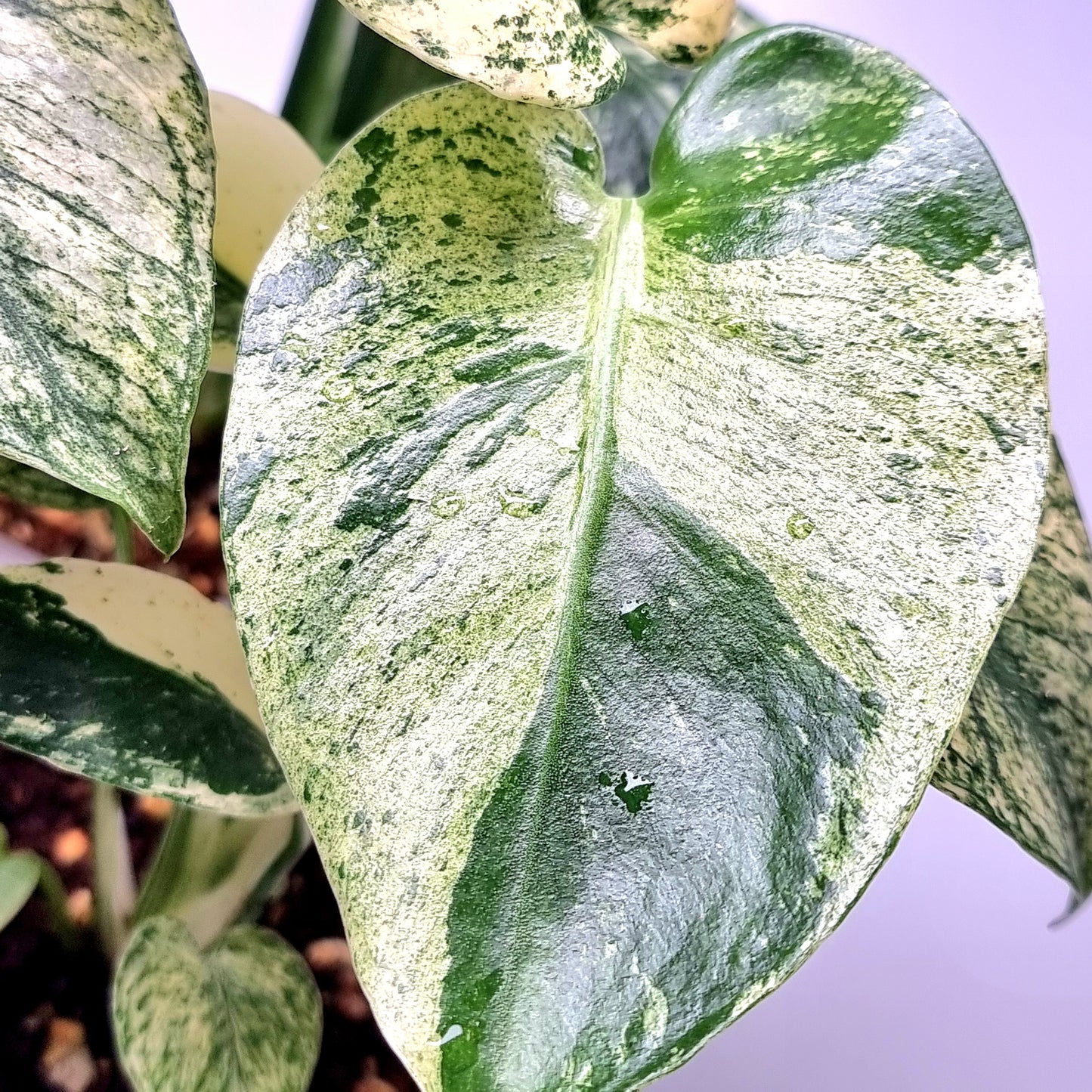 Monstera deliciosa White Mint