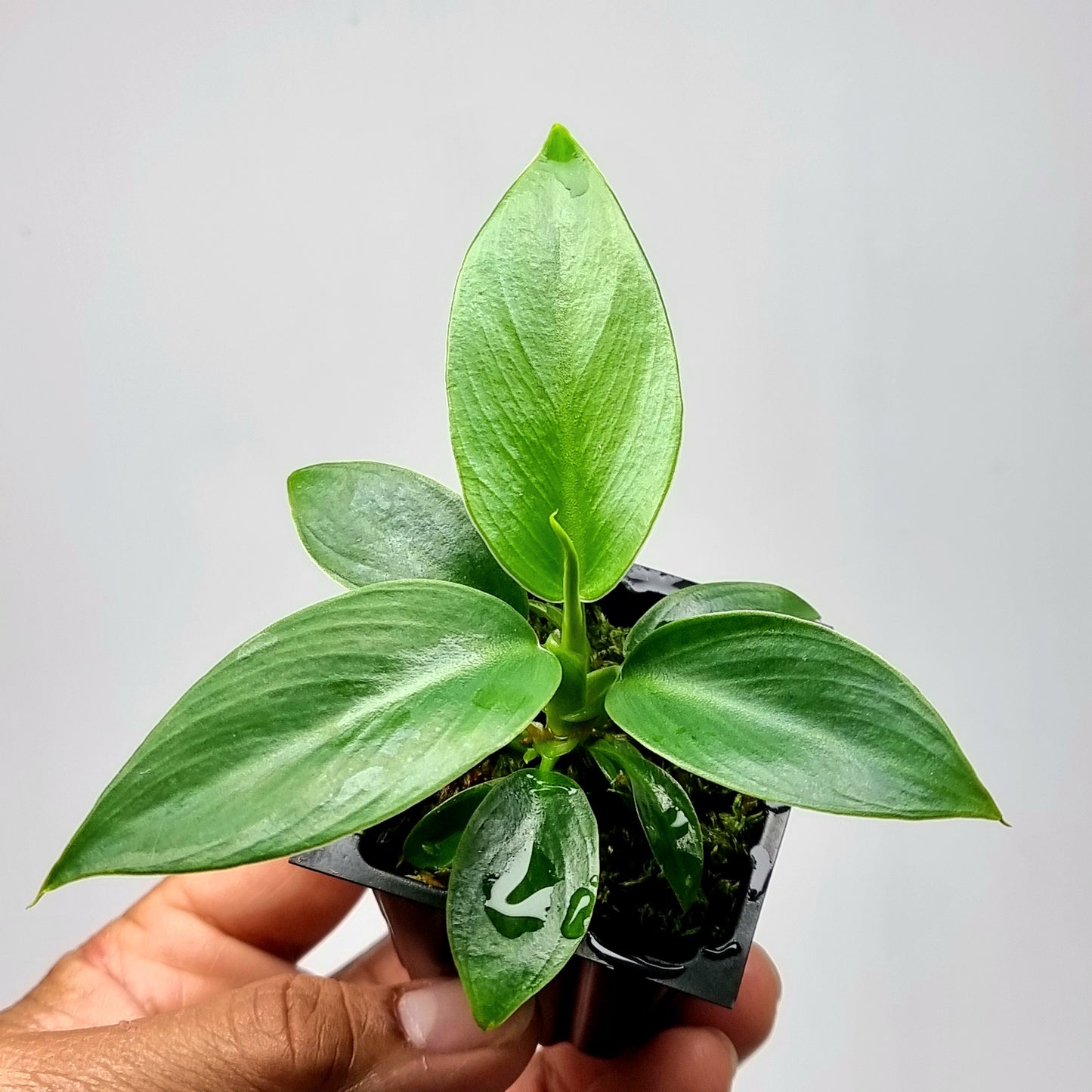 Philodendron Imperial Green REVERTED