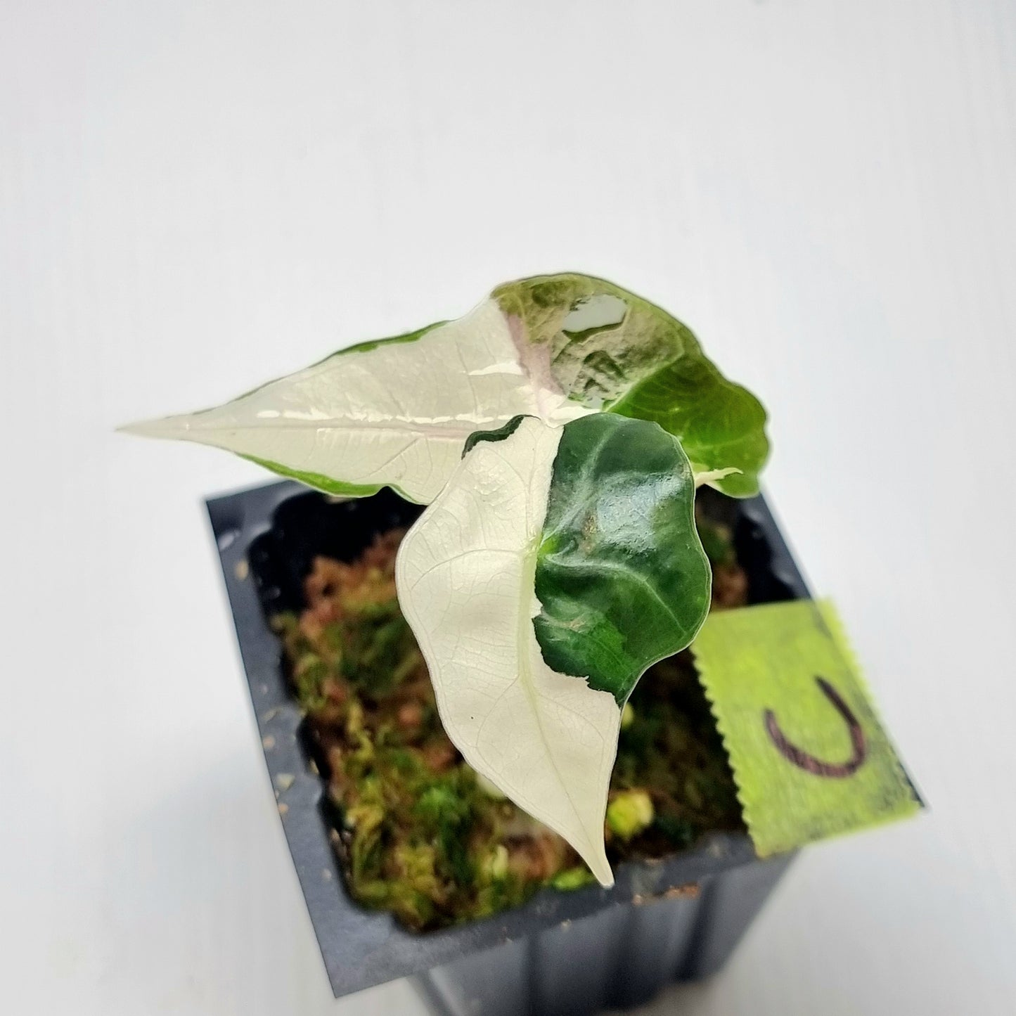 Alocasia amazonica Pink Variegated