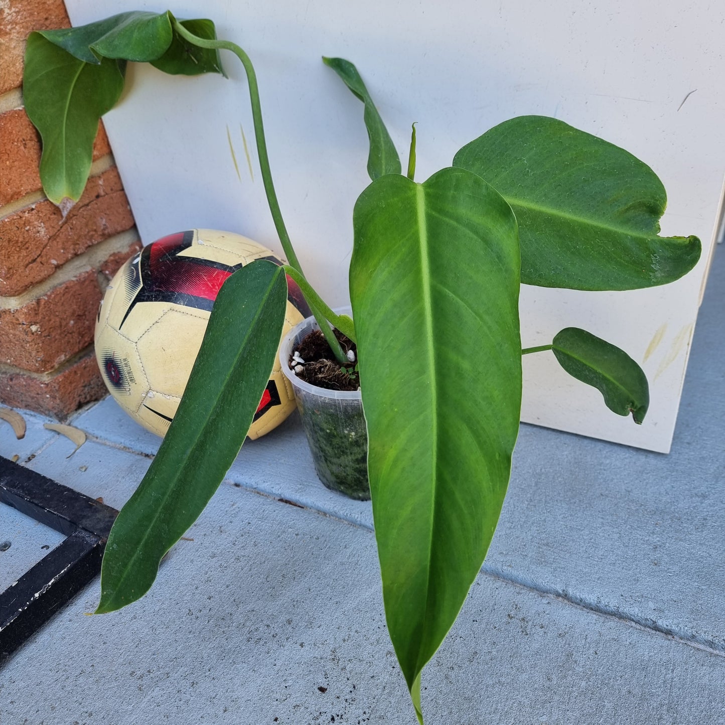 Philodendron sagittifolium