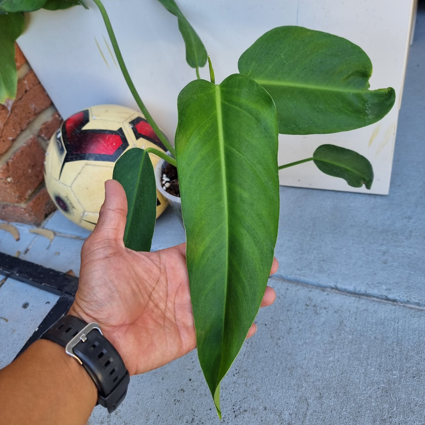 Philodendron sagittifolium