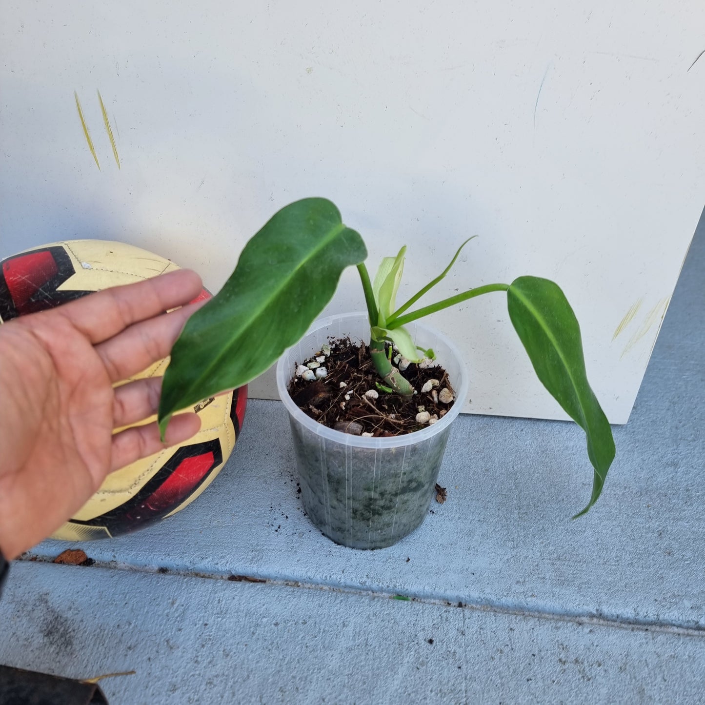 Philodendron sagittifolium