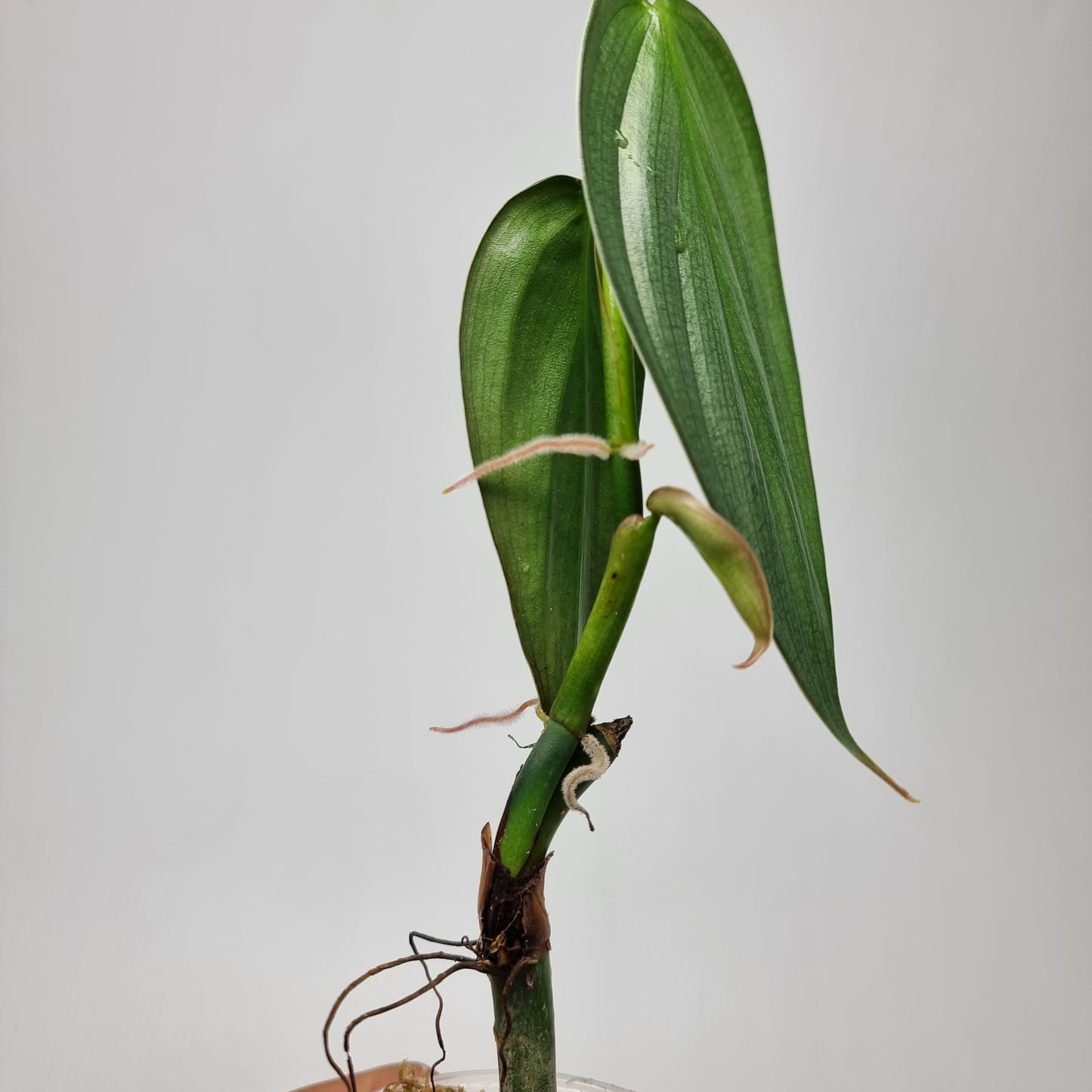 Philodendron Burle Marx's Fantasy