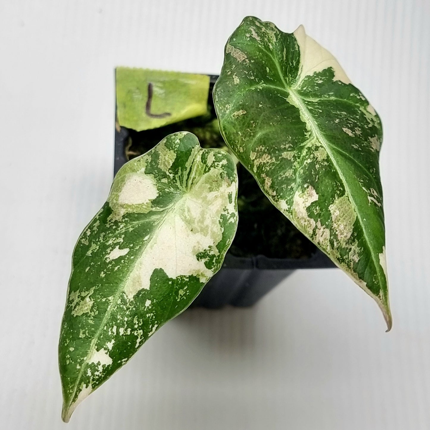 Alocasia black velvet Pink Variegated