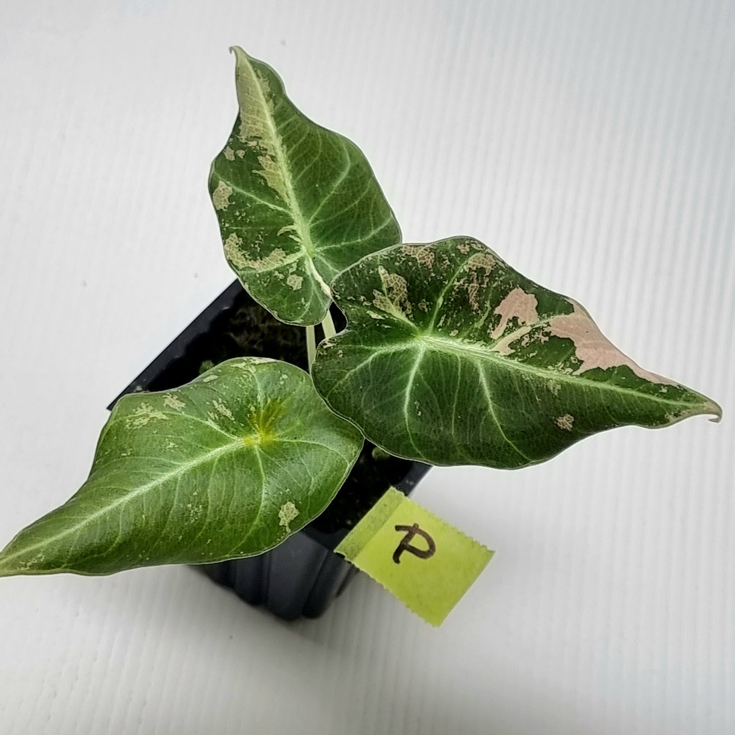 Alocasia black velvet Pink Variegated