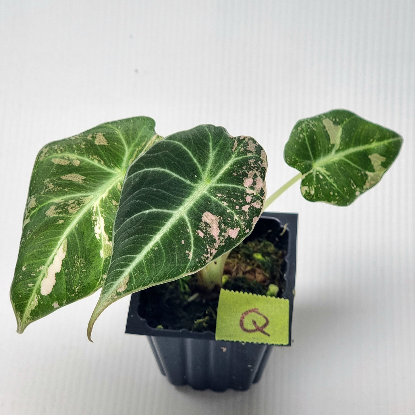 Alocasia black velvet Pink Variegated