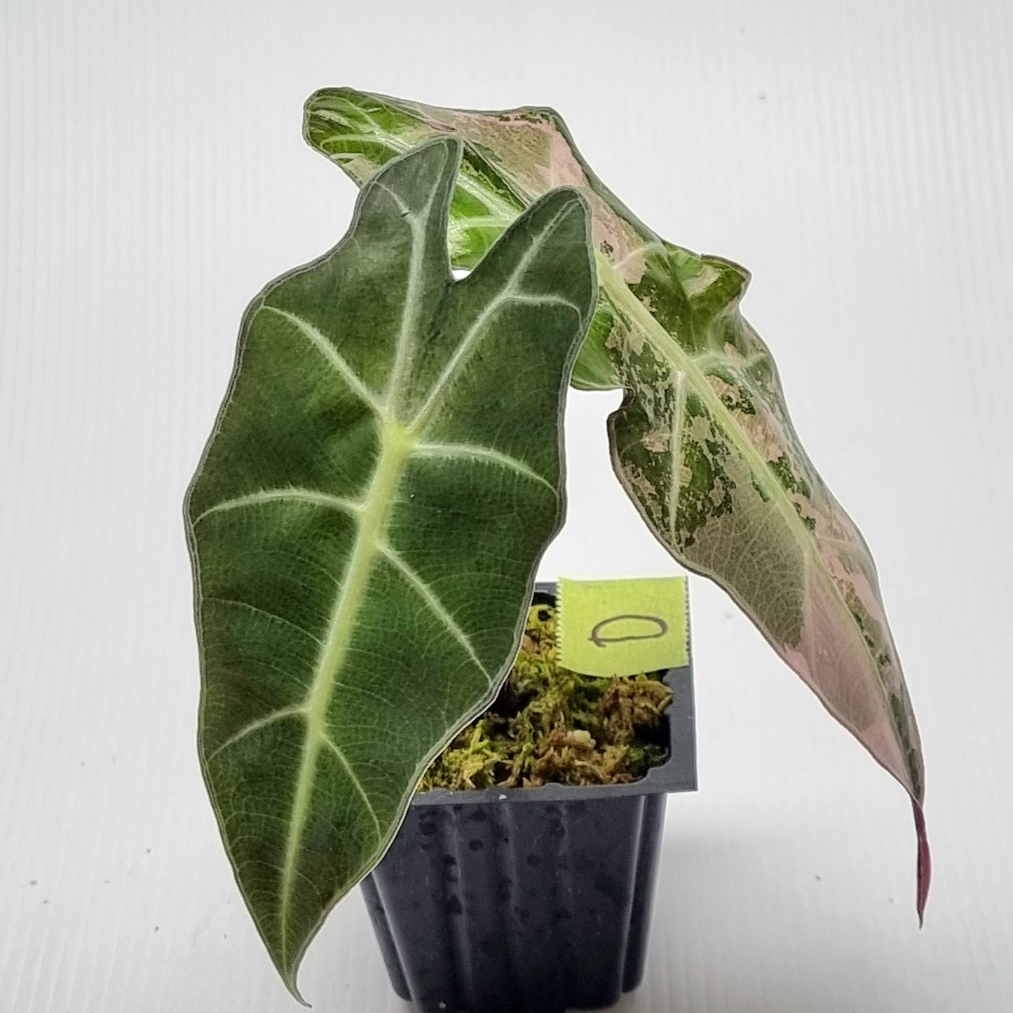 Alocasia amazonica Pink Variegated