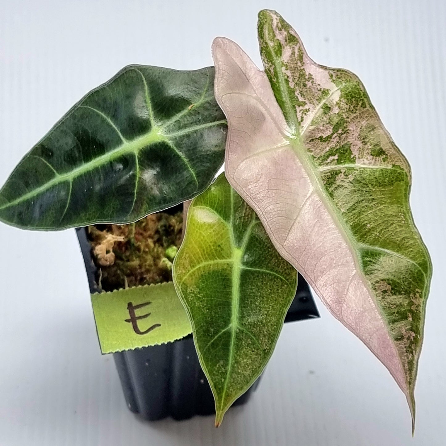 Alocasia amazonica Pink Variegated