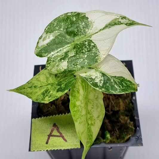 Alocasia Nairobi Night Variegated