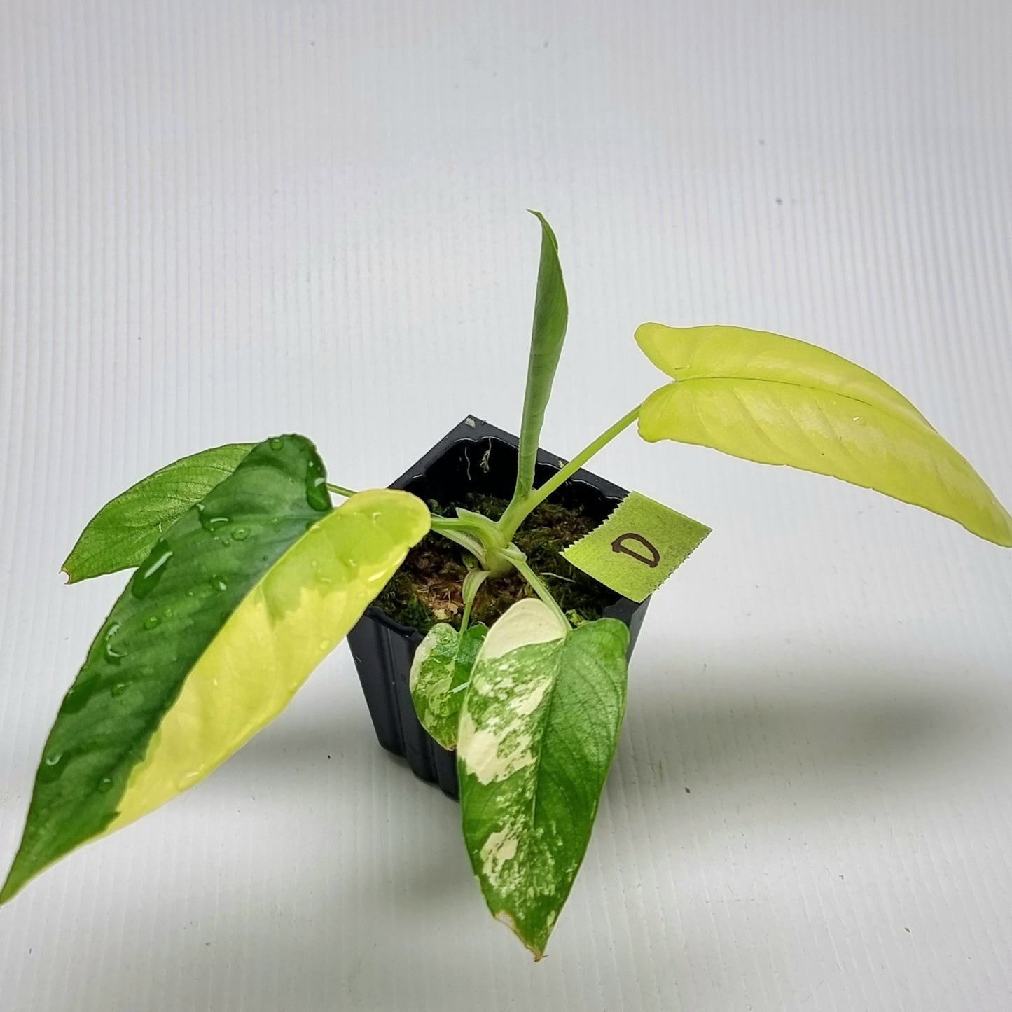 Schismatoglottis wallichii Aurea Variegated