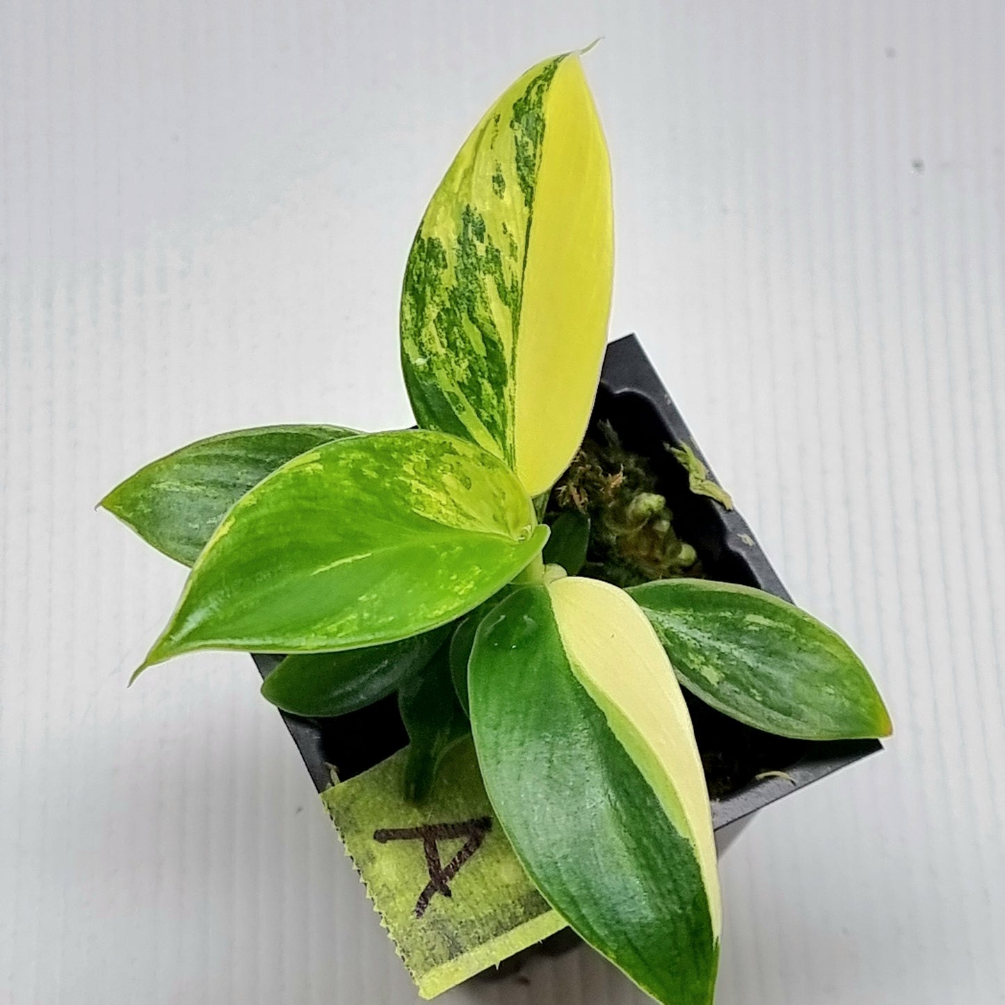 Philodendron Imperial Green Variegated