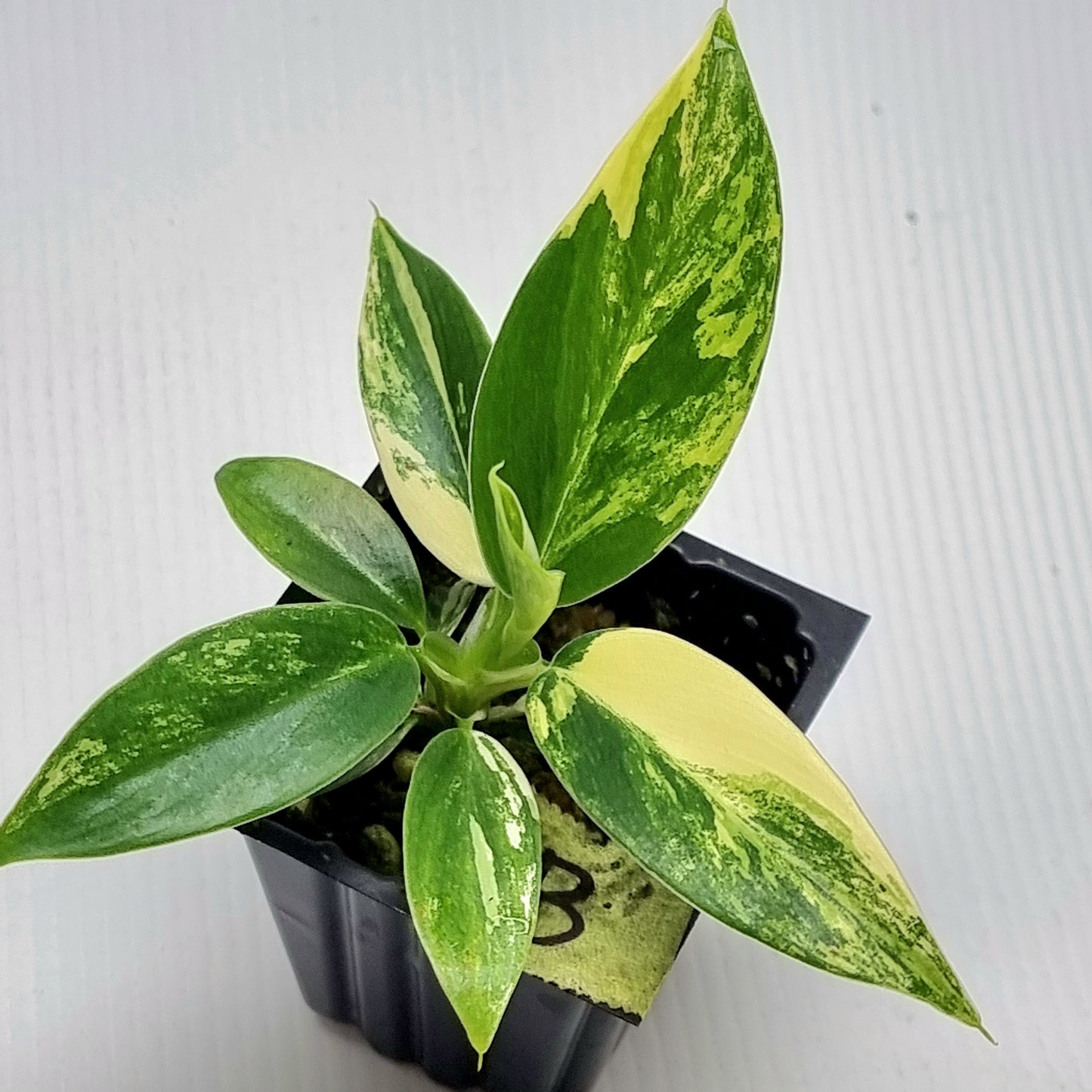 Philodendron Imperial Green Variegated