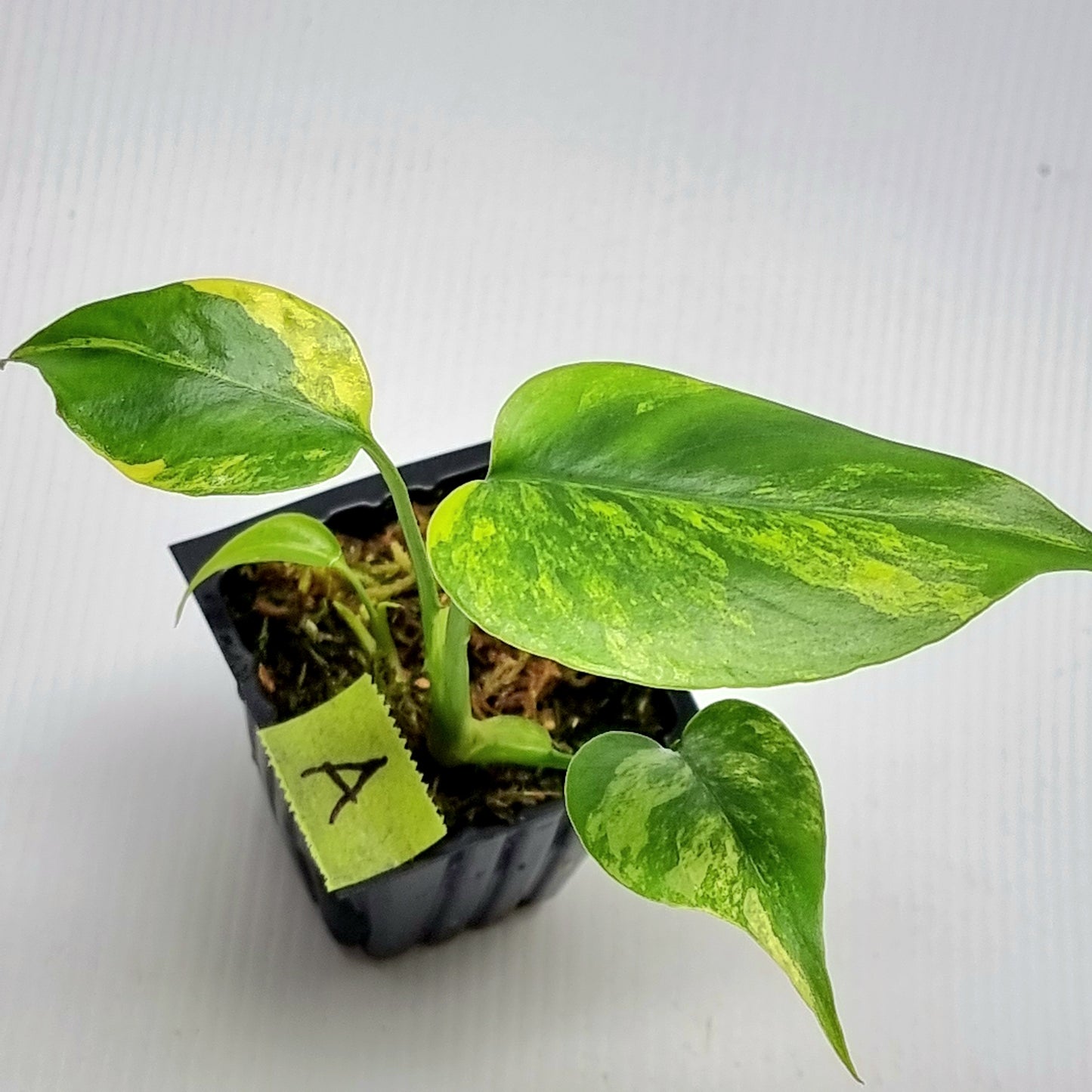 Monstera deliciosa Aurea Variegated (Large Form)