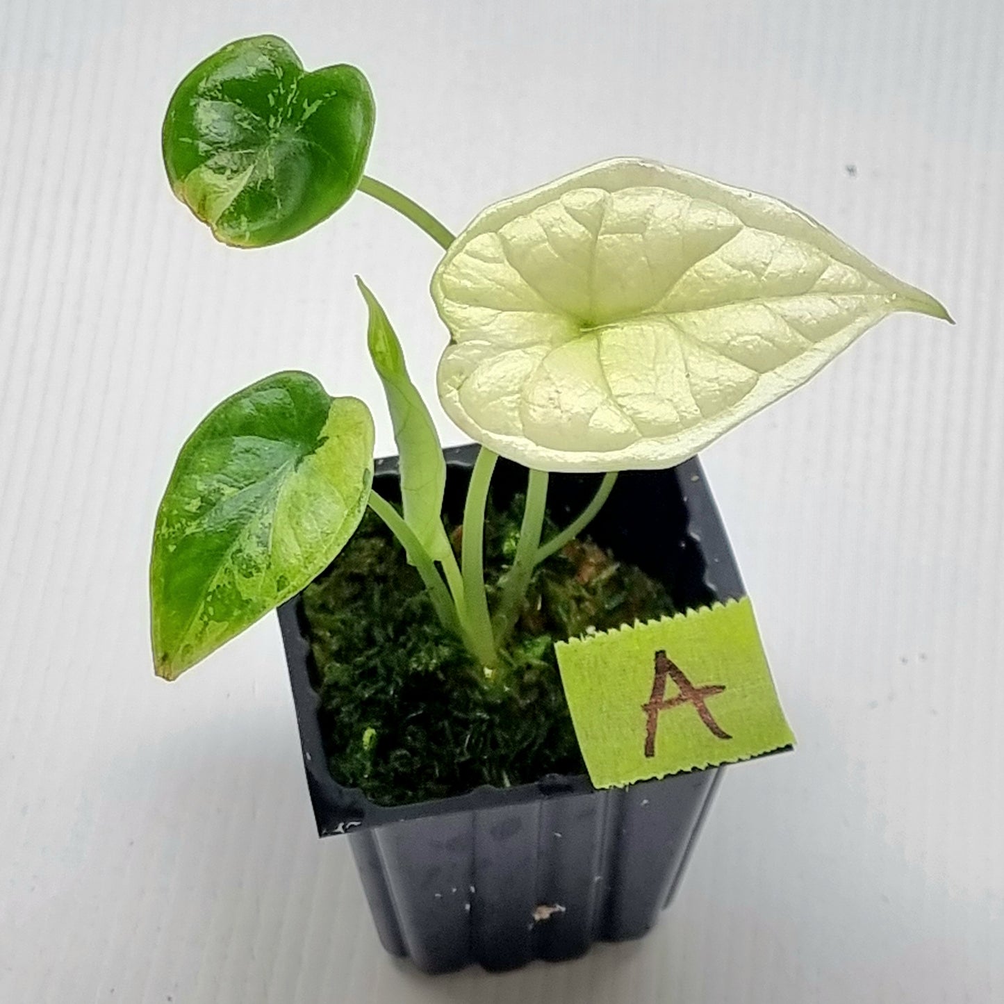 Alocasia Dragon Scale Variegated