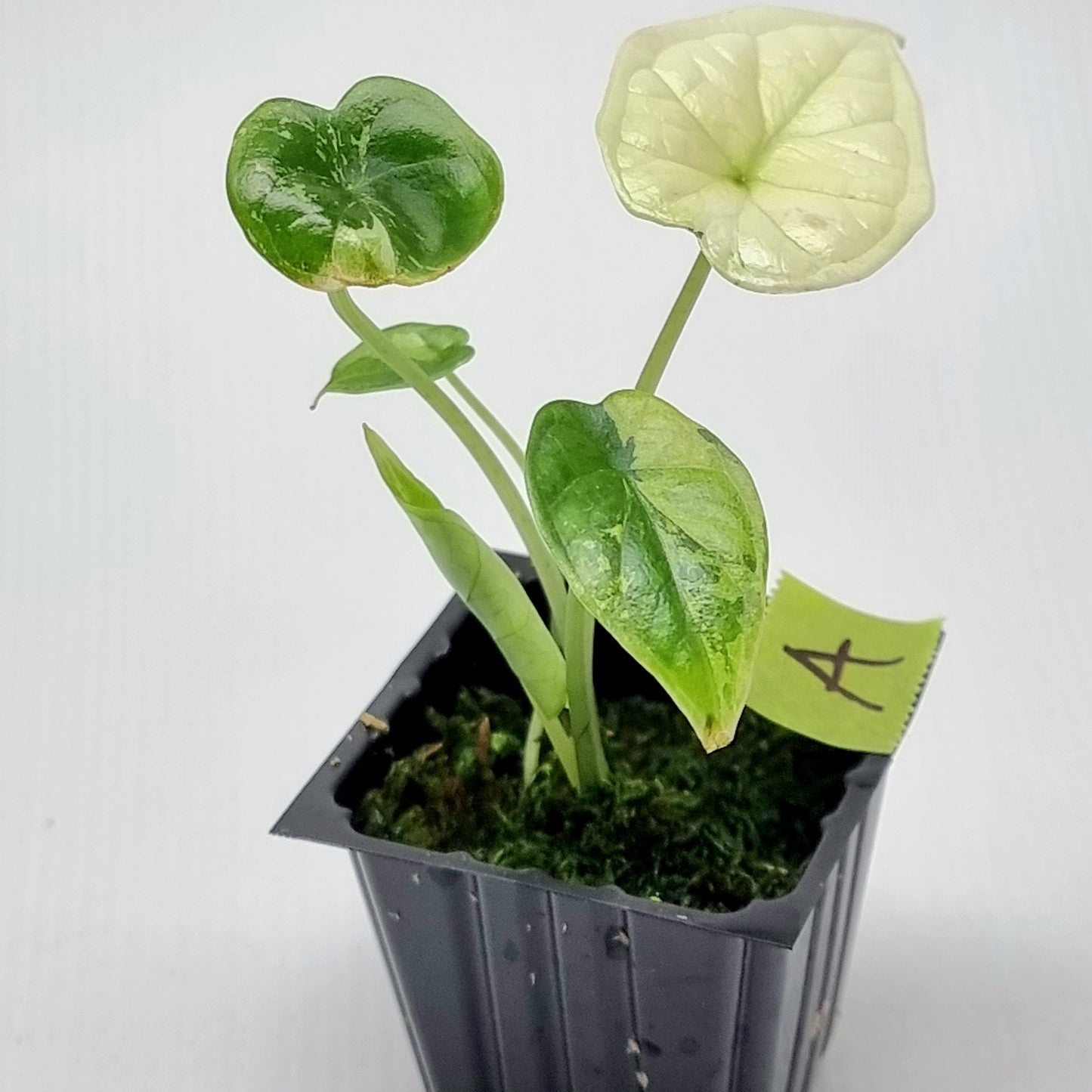 Alocasia Dragon Scale Variegated