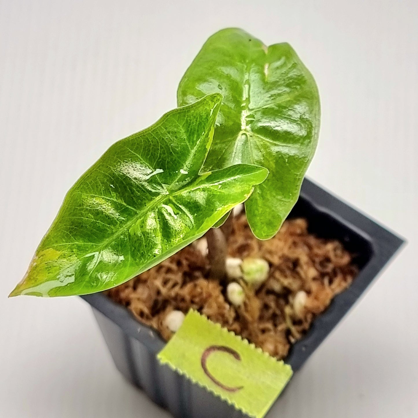 Alocasia pseudosanderiana Aurea Variegated