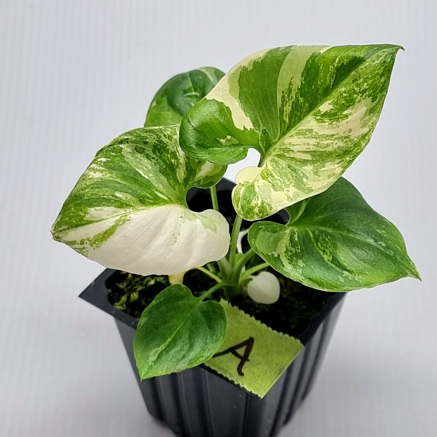 Philodendron goeldii Variegated