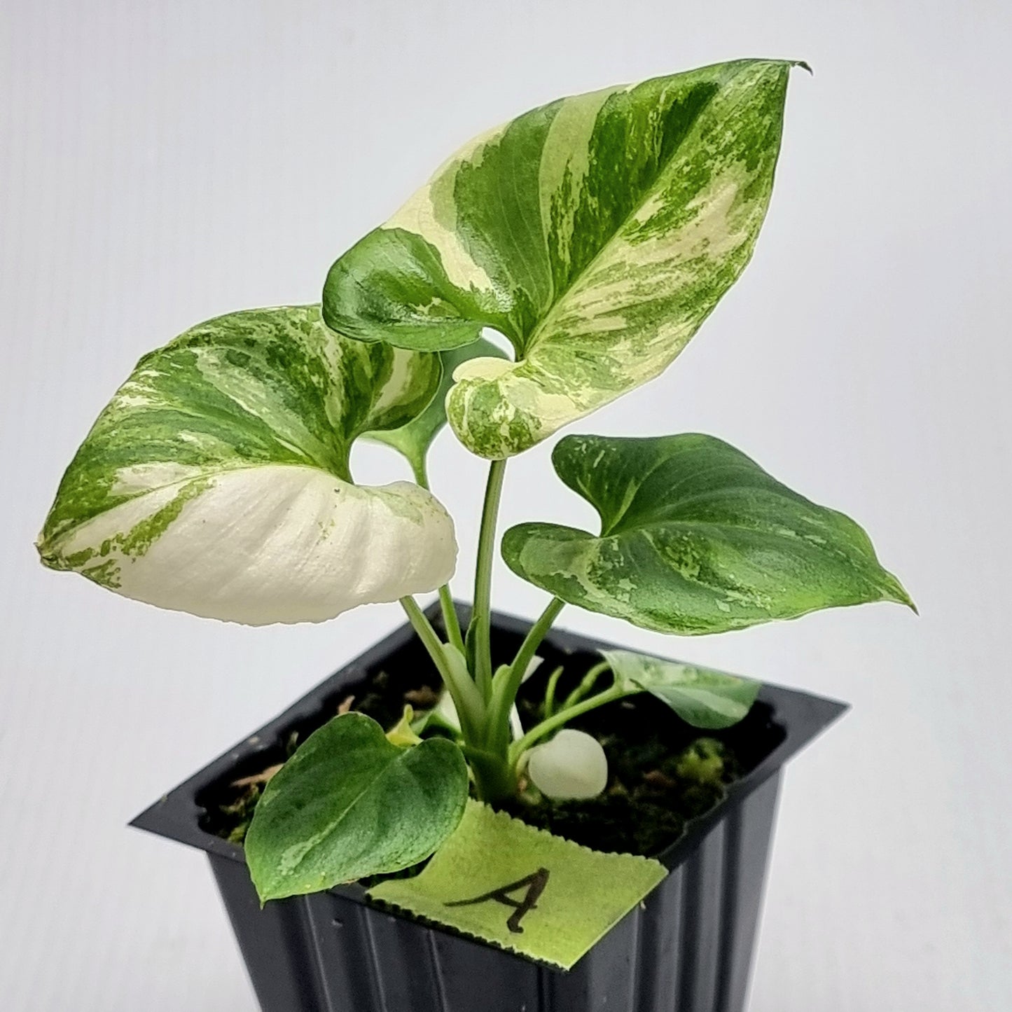 Philodendron goeldii Variegated