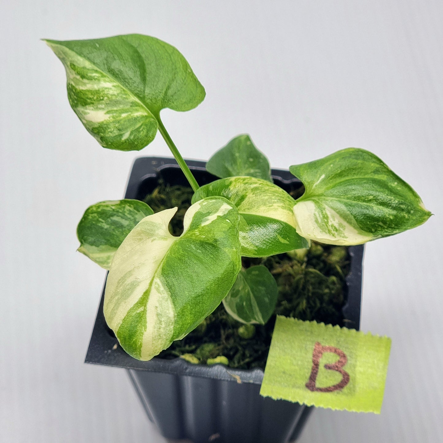 Philodendron goeldii Variegated