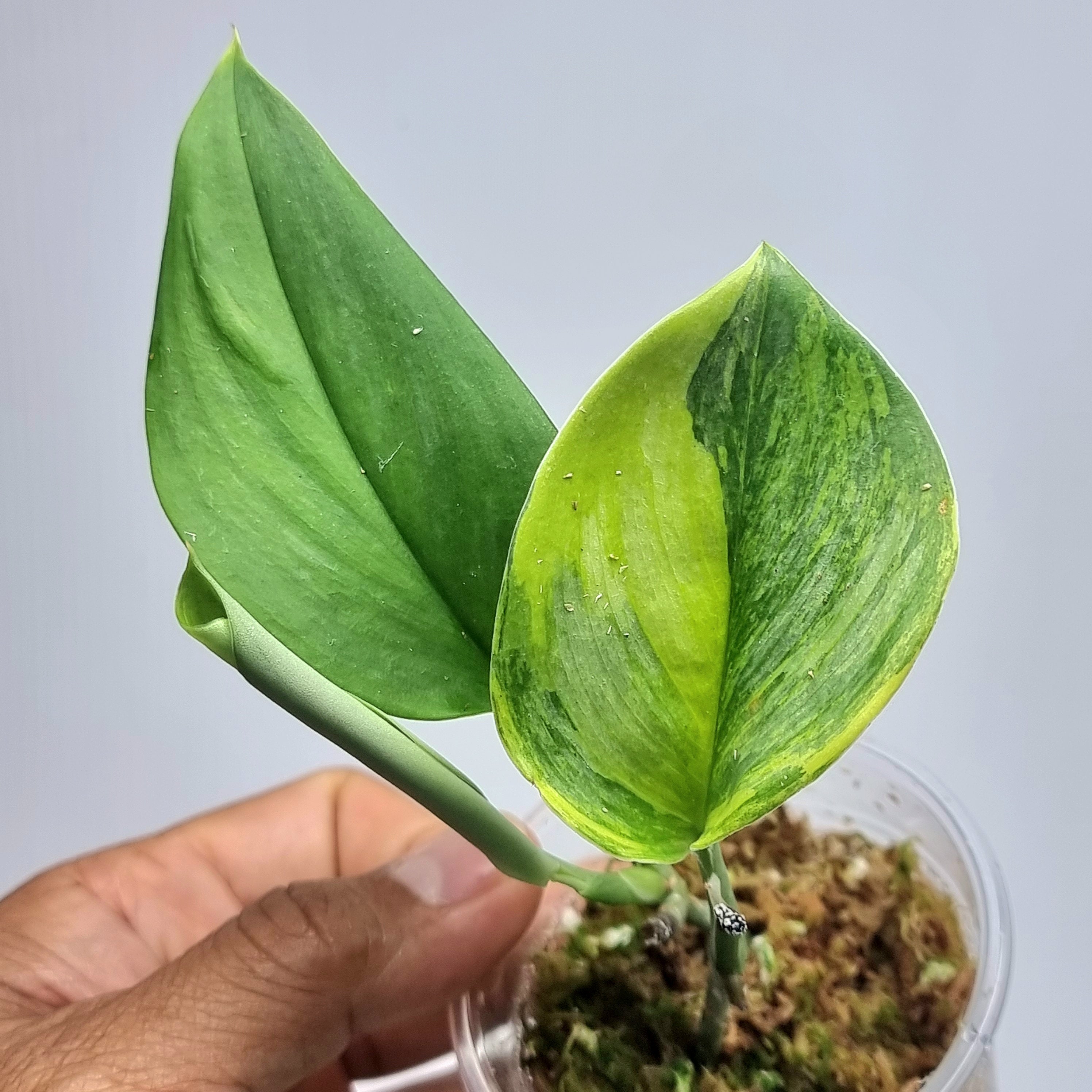 Scindapsus Yupa ハーフムーン Halfmoon Beauties 🌙 🌱 Scindapsus