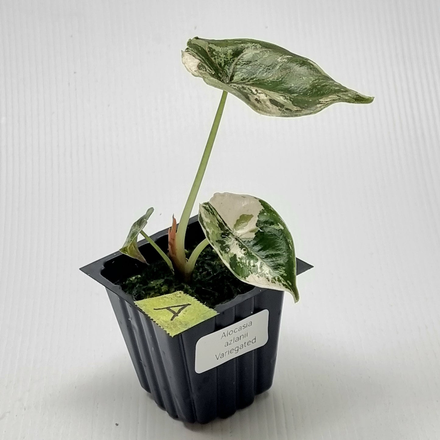 Alocasia azlanii Pink variegated