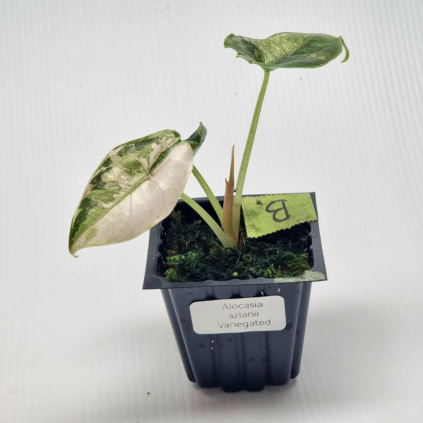 Alocasia azlanii Pink variegated