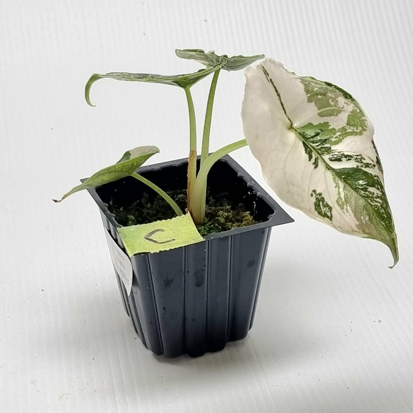 Alocasia azlanii Pink variegated