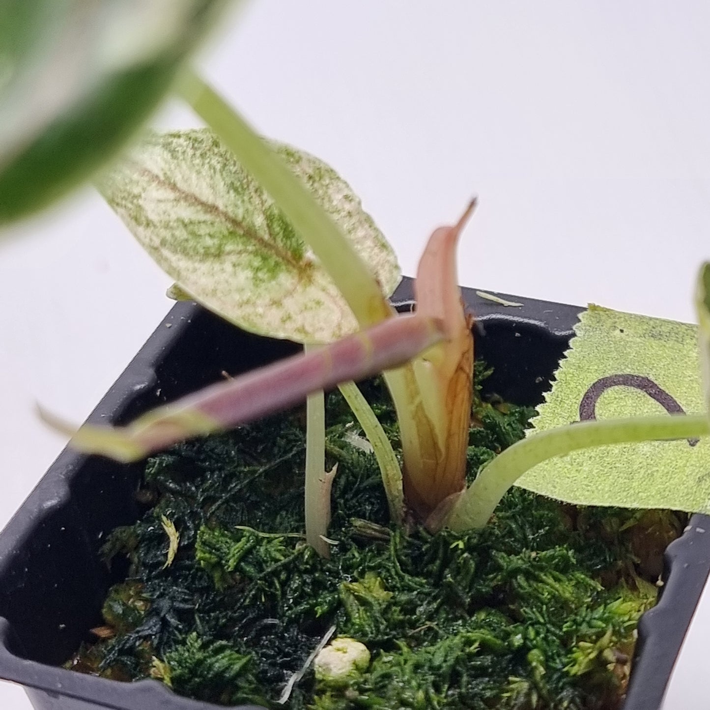 Alocasia azlanii Pink variegated