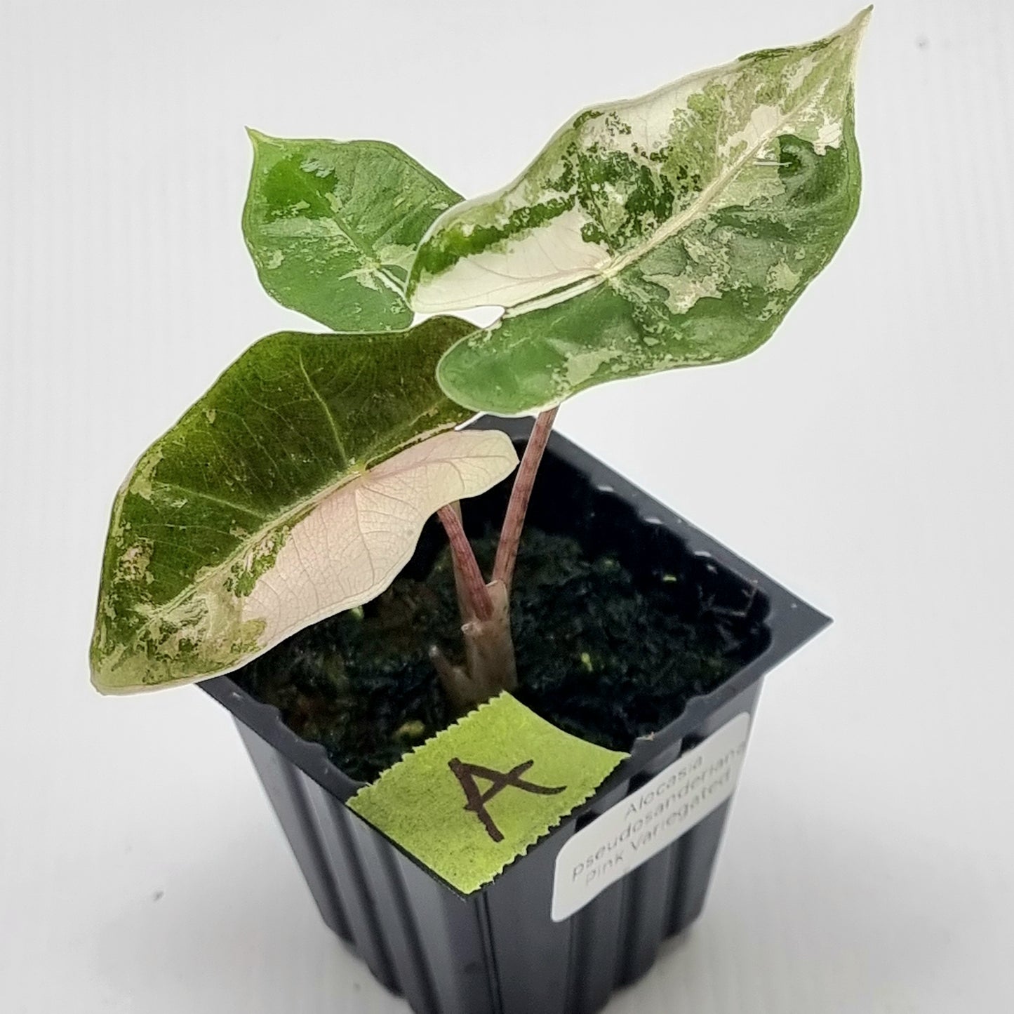 Alocasia pseudosanderiana Variegated Pink/Albo