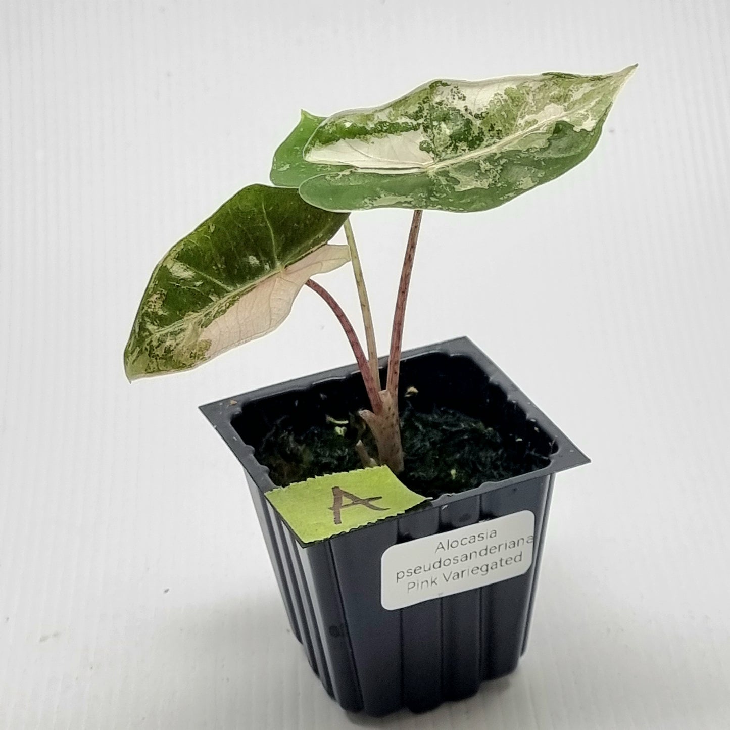 Alocasia pseudosanderiana Variegated Pink/Albo