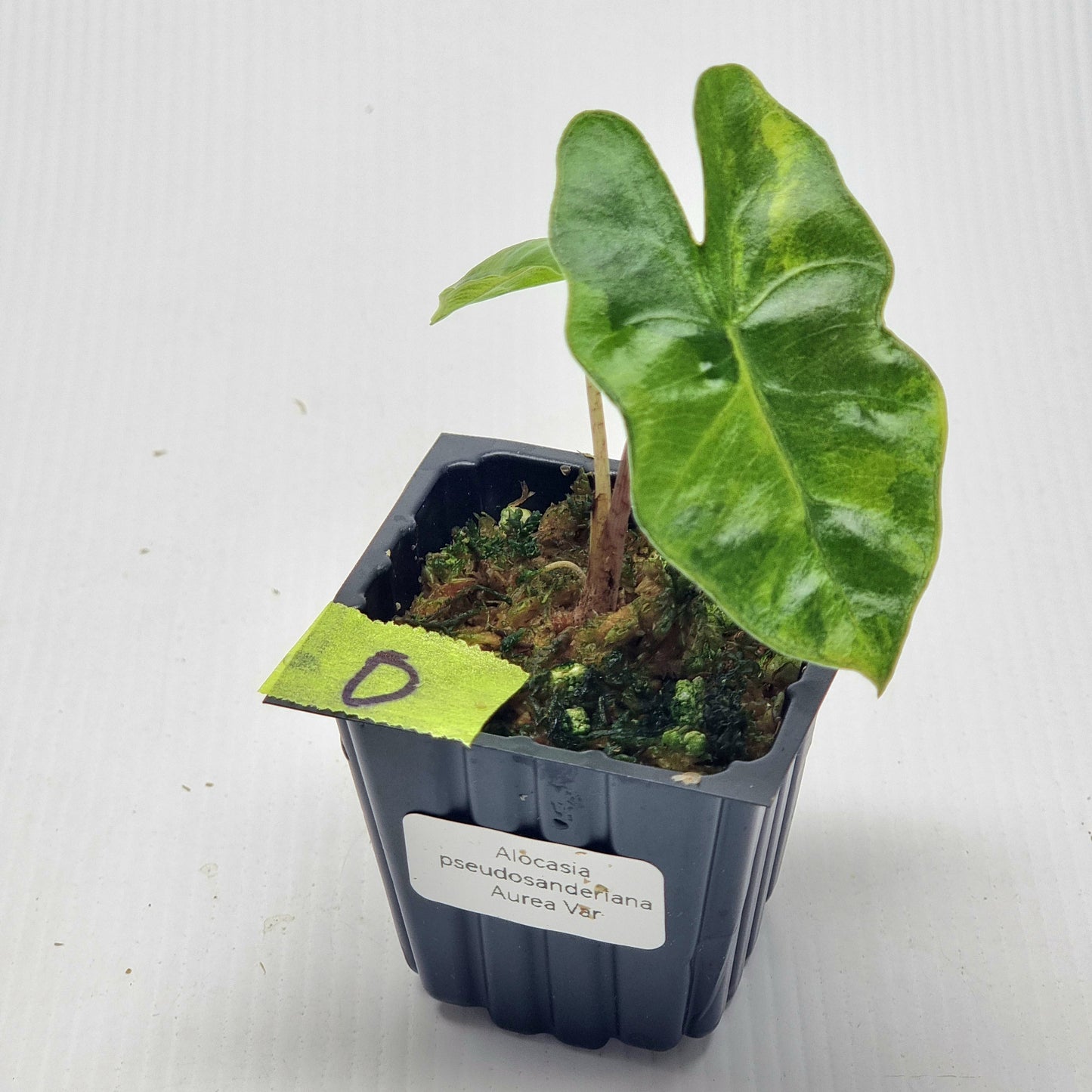 Alocasia pseudosanderiana Aurea Variegated