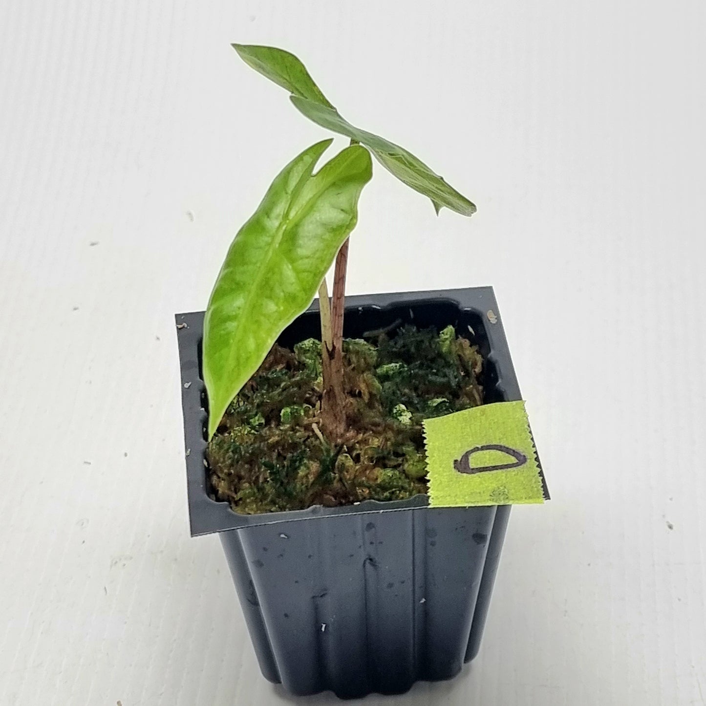 Alocasia pseudosanderiana Aurea Variegated