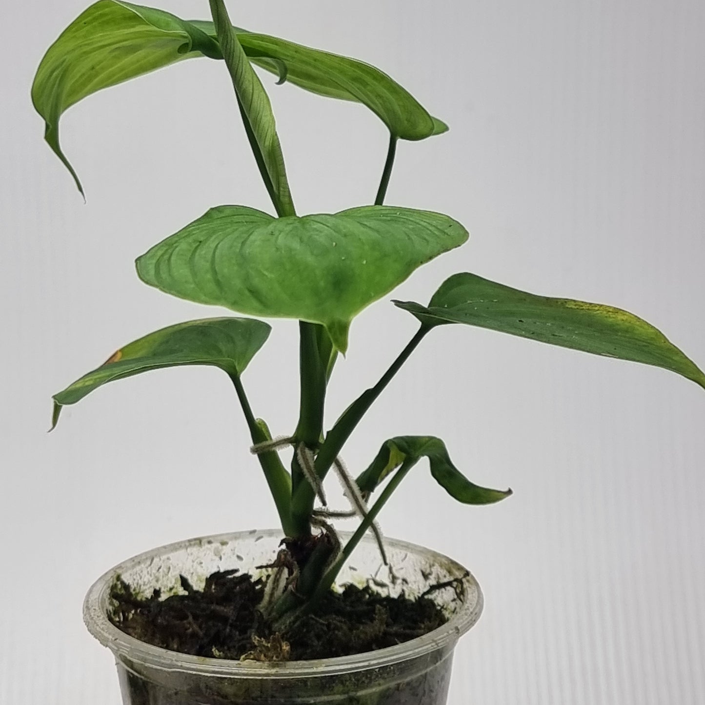 Philodendron fibraecataphyllum