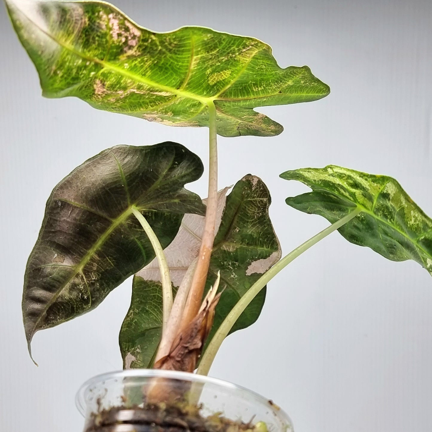 Alocasia amazonica Pink Variegated, M