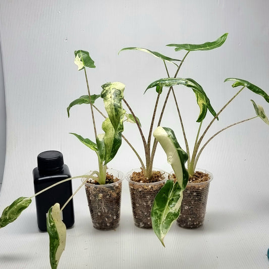 Alocasia sarian Variegated