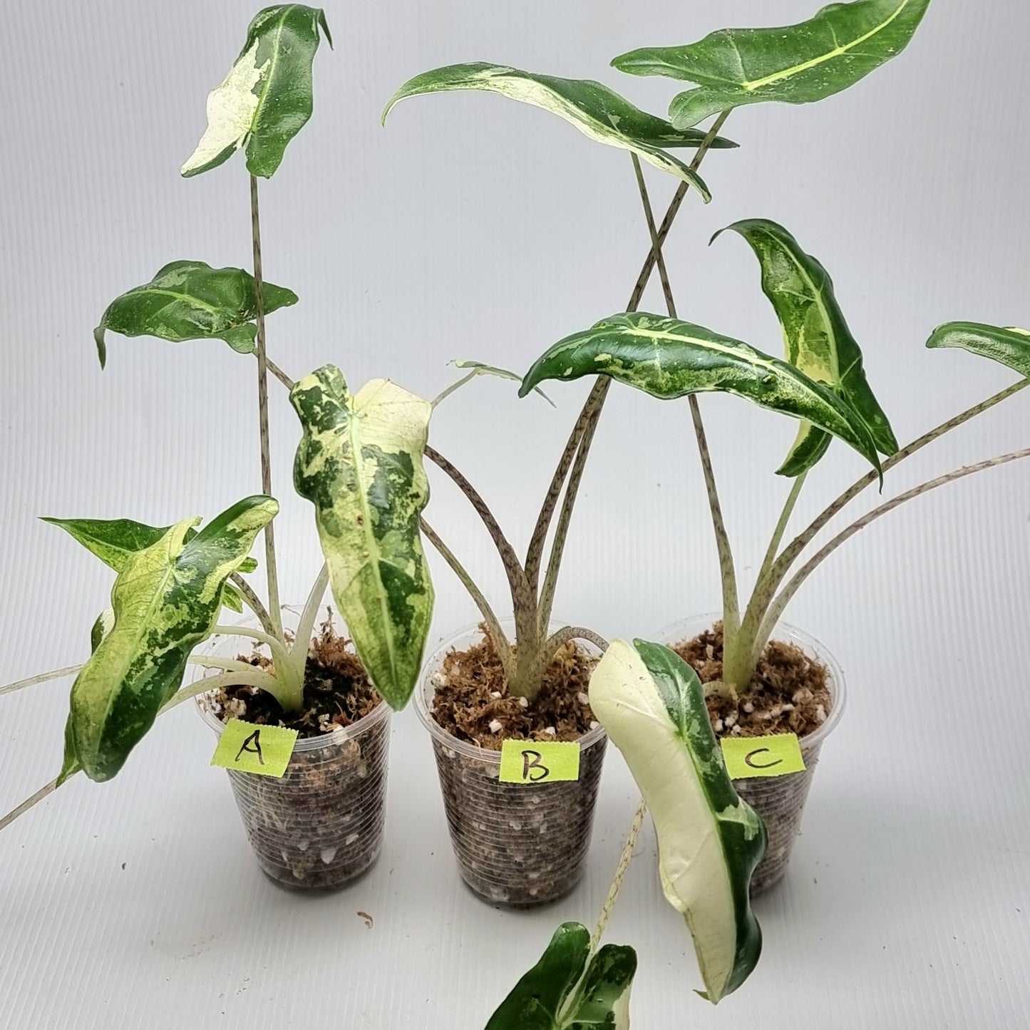 Alocasia sarian Variegated