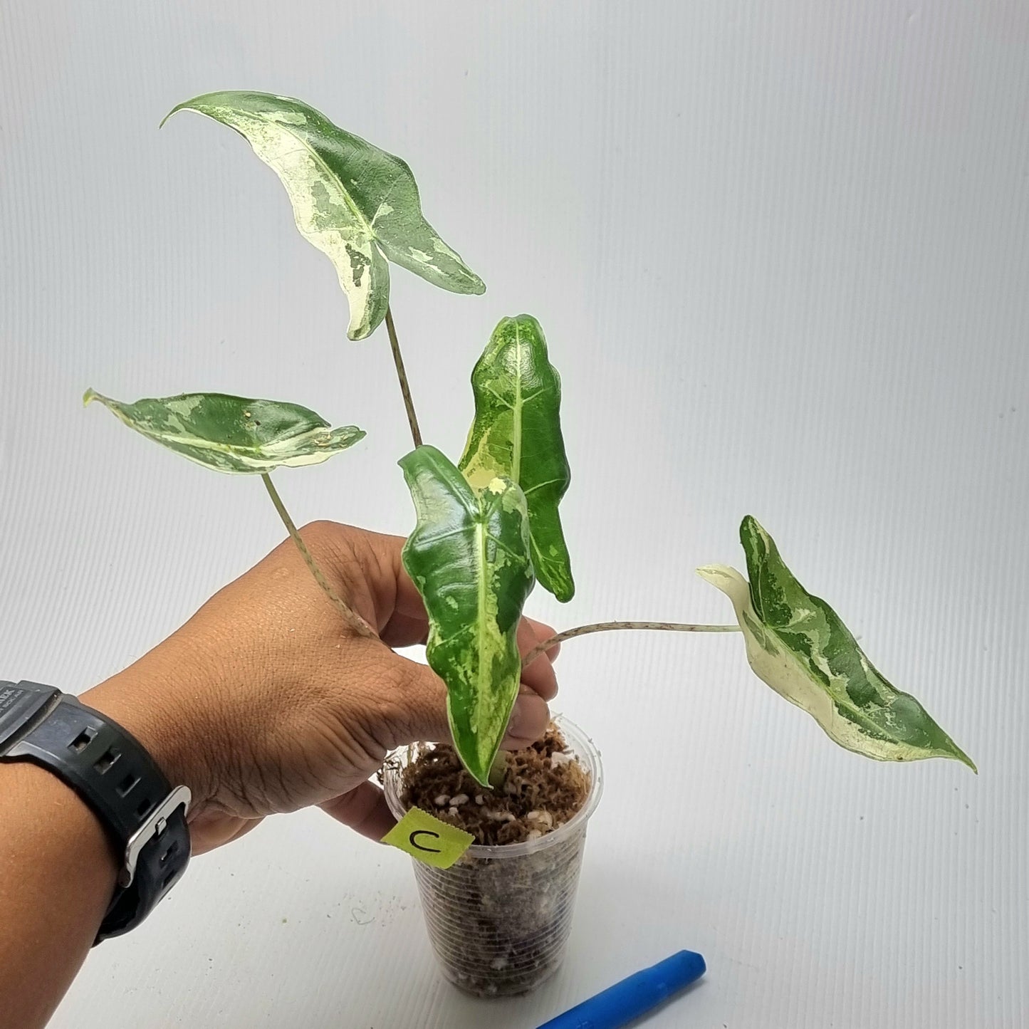 Alocasia sarian Variegated