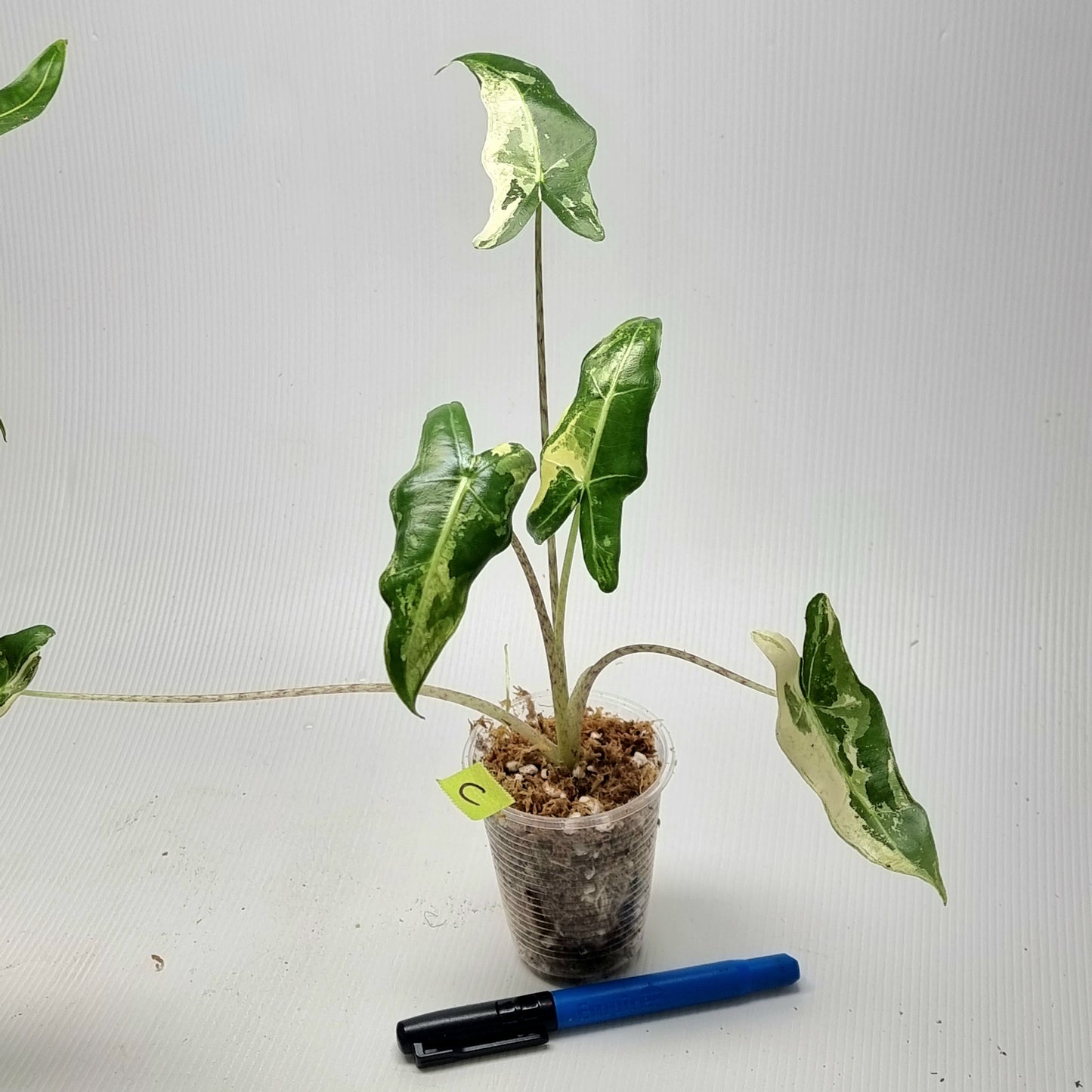 Alocasia sarian Variegated