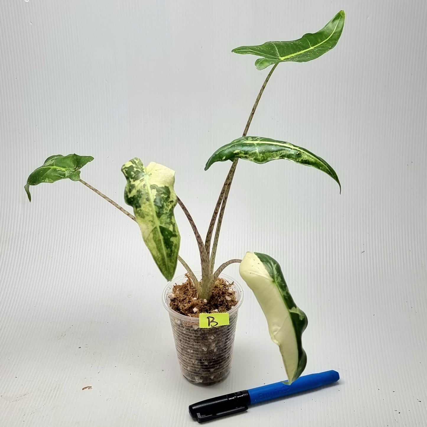 Alocasia sarian Variegated