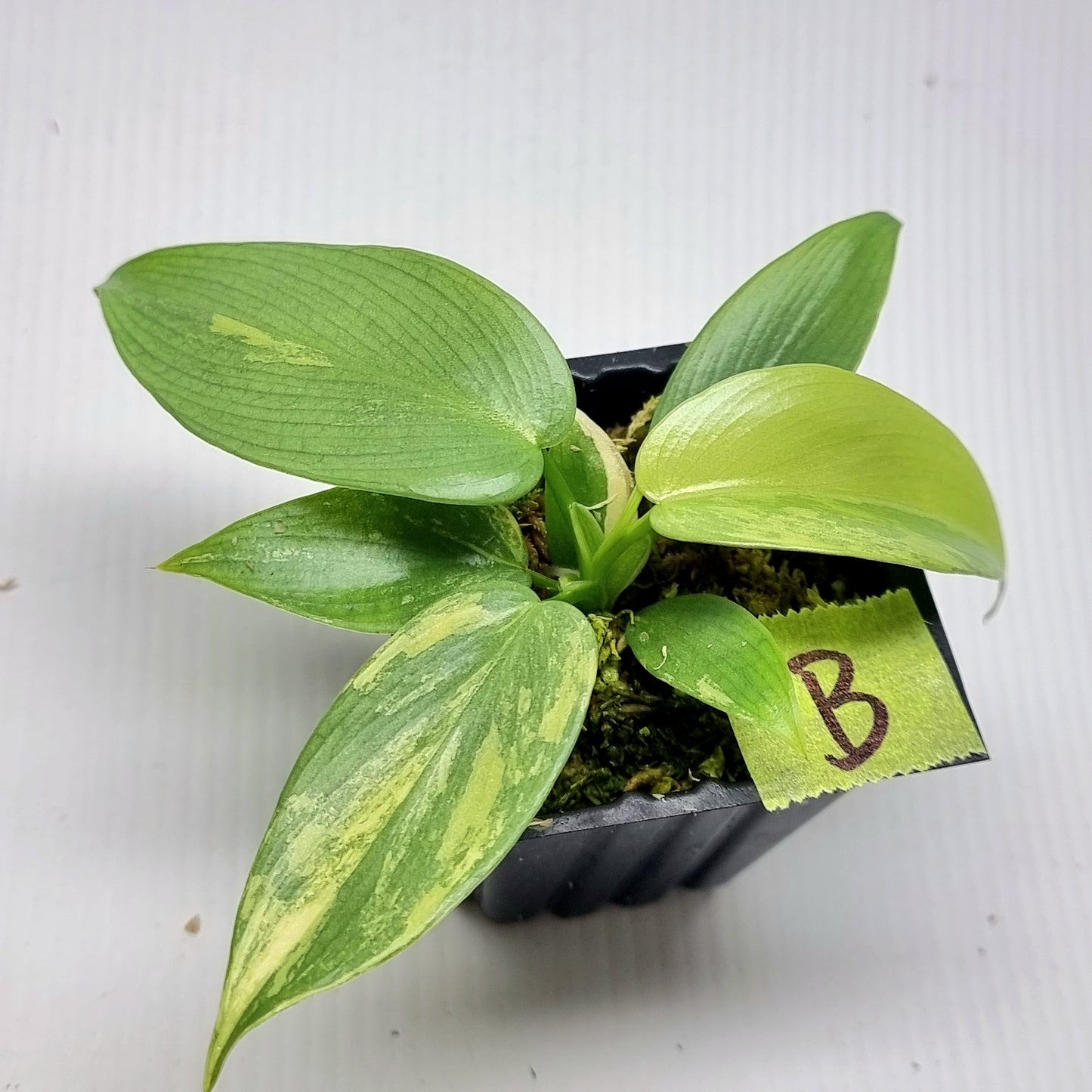 Philodendron bipennifolium Variegated AKA Horsehead Philodendron Variegated