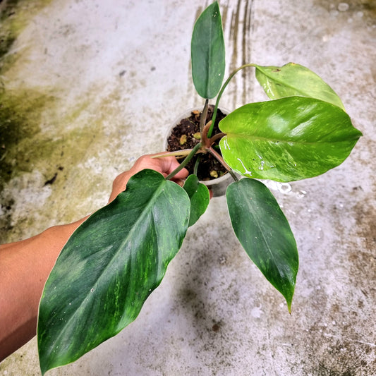 Philodendron Jungle Fever Mottled Variegation