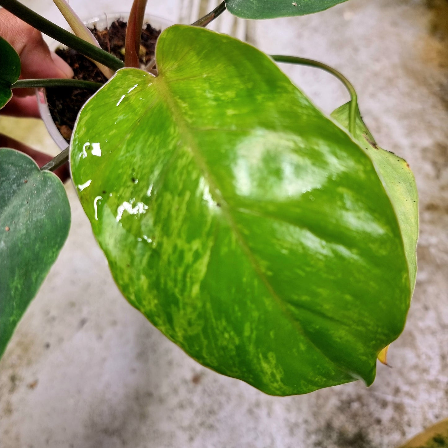 Philodendron Jungle Fever Mottled Variegation