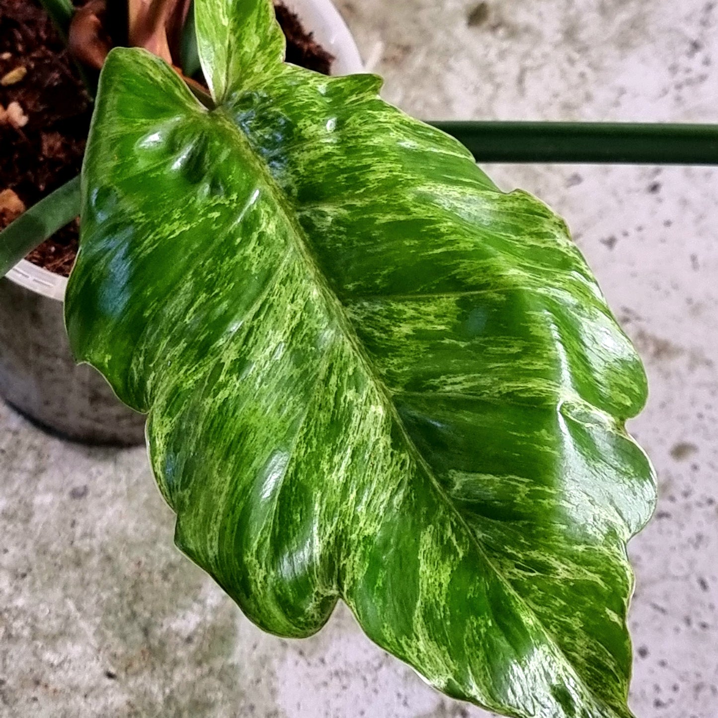 Philodendron Jungle Fever Mottled Variegation