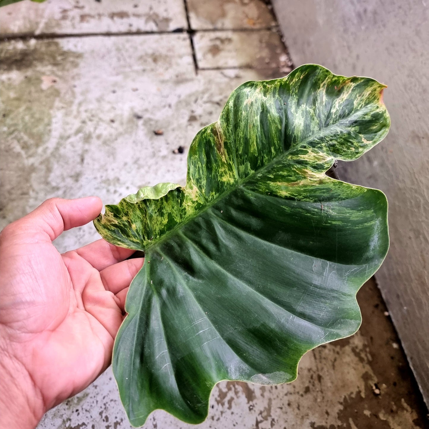 Philodendron Jungle Fever Mottled Variegation