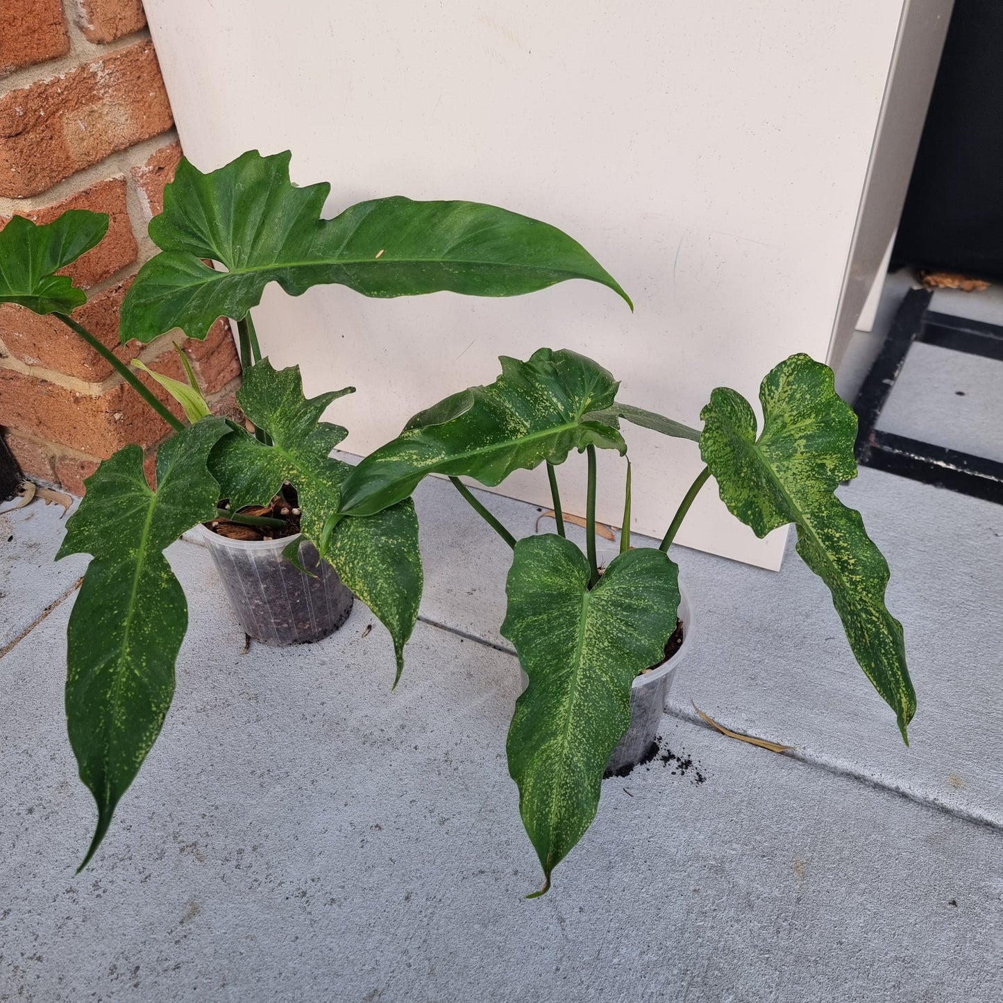 Philodendron Golden dragon 'Gold spot'