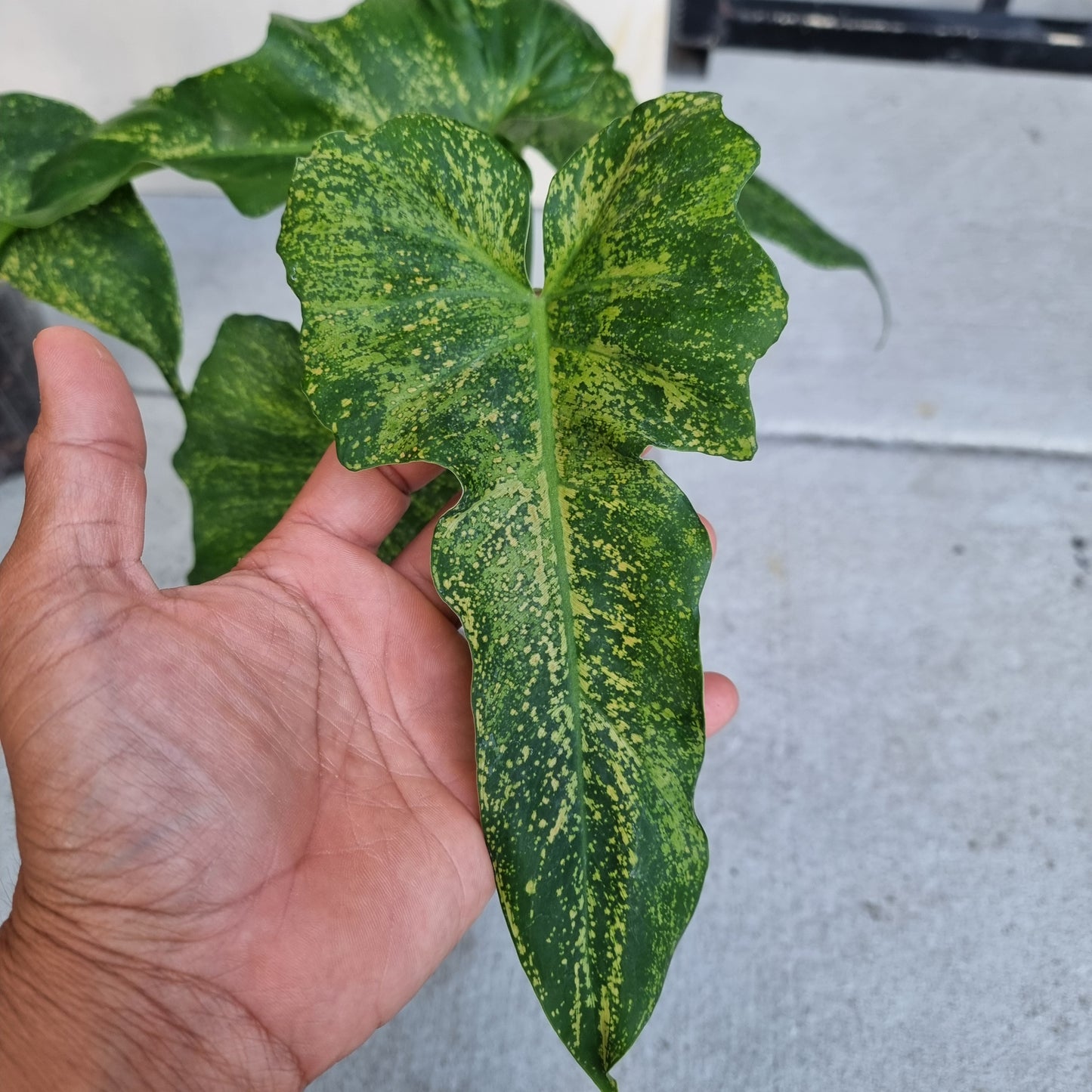 Philodendron Golden dragon 'Gold spot'