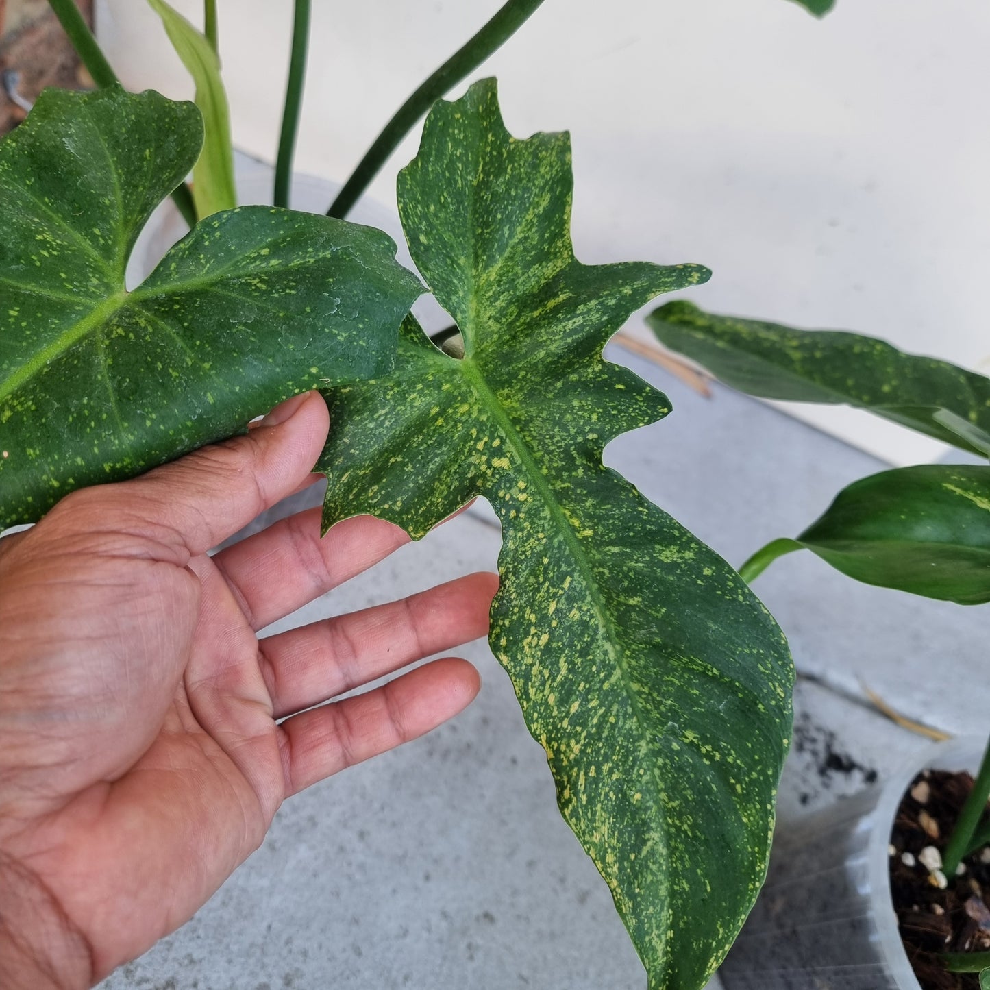 Philodendron Golden dragon 'Gold spot'